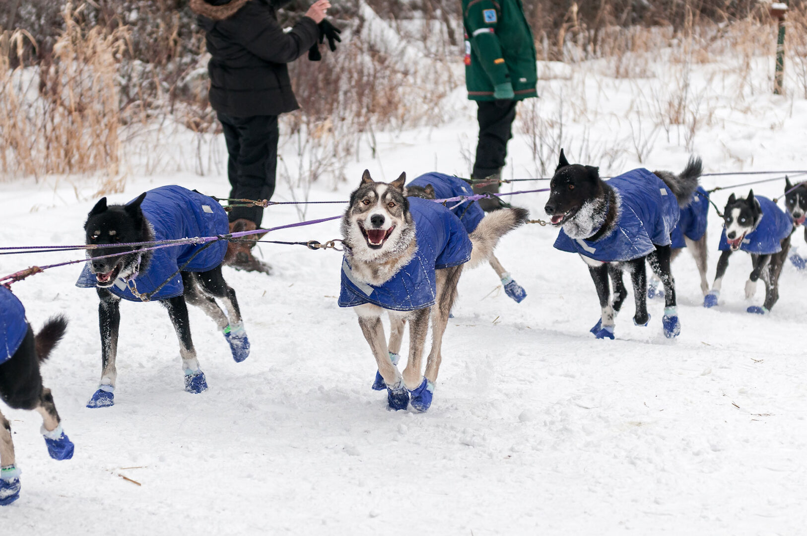 A team of sled dogs runs across the snow.