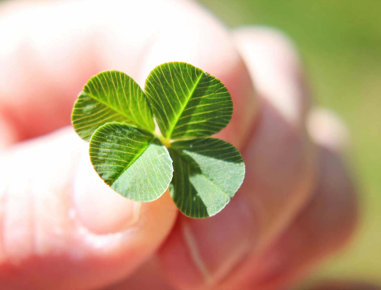 Close-up of a hand holding a four leaf clover.